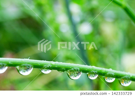 雨後,花朵倒映在雨滴中。 雨後,花朵倒映在雨滴中。 142333729