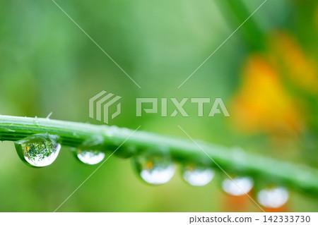 雨滴中倒映著一小片橘色的花海。 雨滴中倒映著一小片橘色的花海。 142333730