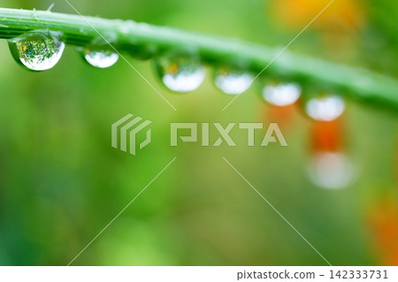 雨滴點綴著綠葉 雨滴點綴著綠葉 142333731