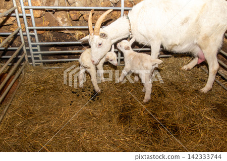 White mother goat with her two just born youngsters. White mother goat with her two just born youngsters. 142333744