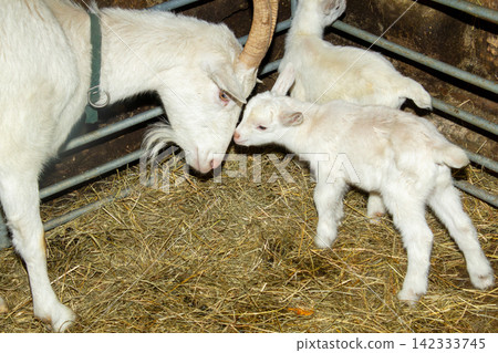 White mother goat with her two just born youngsters. 142333745