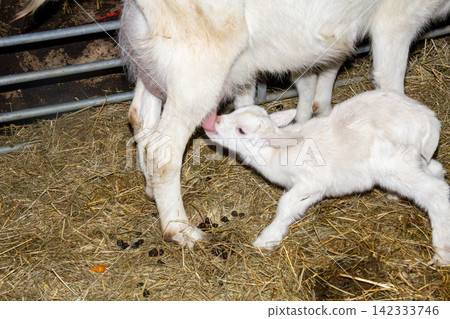 White mother goat with her two just born youngsters. 142333746