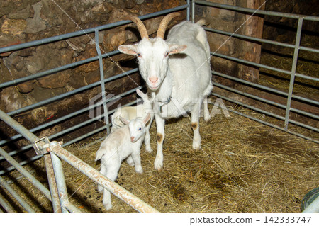 White mother goat with her two just born youngsters. White mother goat with her two just born youngsters. 142333747