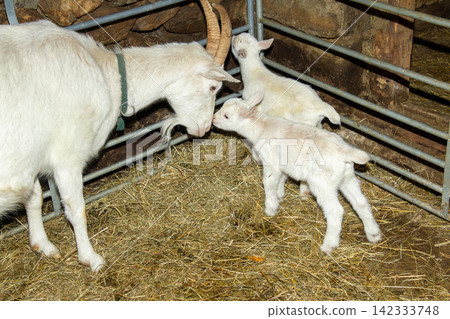 White mother goat with her two just born youngsters. White mother goat with her two just born youngsters. 142333748