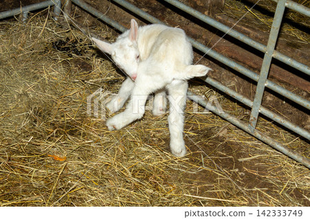 A newborn white lamb stands on straw bedding in a barn pen. A newborn white lamb stands on straw bedding in a barn pen. 142333749