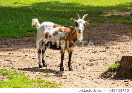 Domestic goat with brown and white spots, looking at the camera. Domestic goat with brown and white spots, looking at the camera. 142333750
