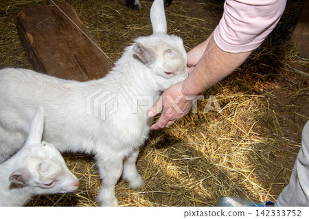 A young white goat lamb of a week old stands on straw inside a barn. A young white goat lamb of a week old stands on straw inside a barn. 142333752