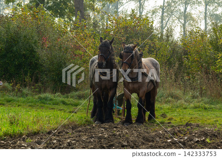 Two draft horses harnessed to a plow, heavy work to be done. Two draft horses harnessed to a plow, heavy work to be done. 142333753