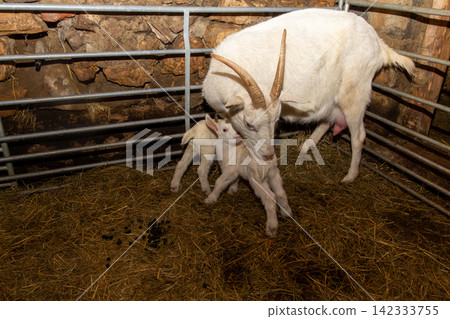 White mother goat with her two just born youngsters. White mother goat with her two just born youngsters. 142333755