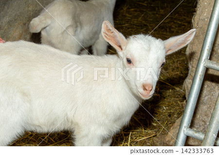 A young white goat lamb of a week old stands on straw inside a barn. A young white goat lamb of a week old stands on straw inside a barn. 142333763