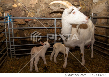 White mother goat with her two just born youngsters. White mother goat with her two just born youngsters. 142333765