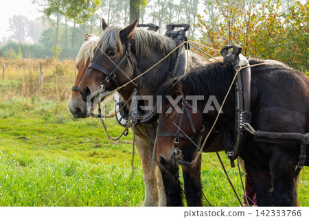Two draft horses harnessed to a plow, heavy work to be done. Two draft horses harnessed to a plow, heavy work to be done. 142333766