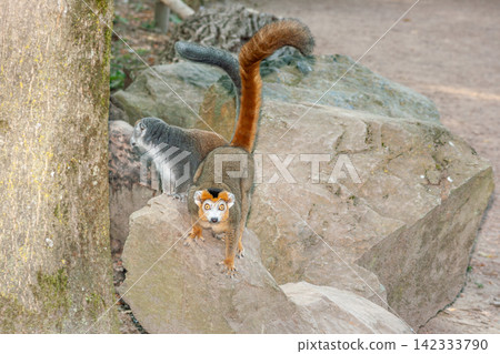 Two crowned lemurs perched on rocks Two crowned lemurs perched on rocks 142333790