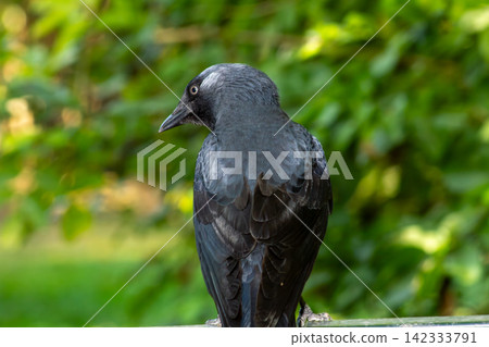 A western jackdaw perched on a railing, looking back over its shoulder. A western jackdaw perched on a railing, looking back over its shoulder. 142333791