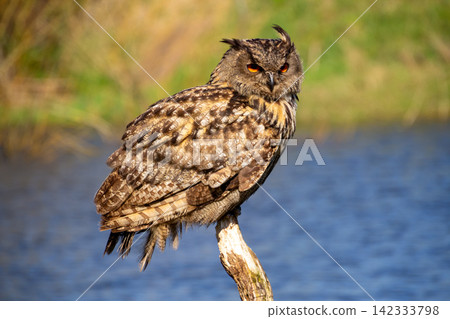 An Eurasian oohoo resting at the waterside. An Eurasian oohoo resting at the waterside. 142333798