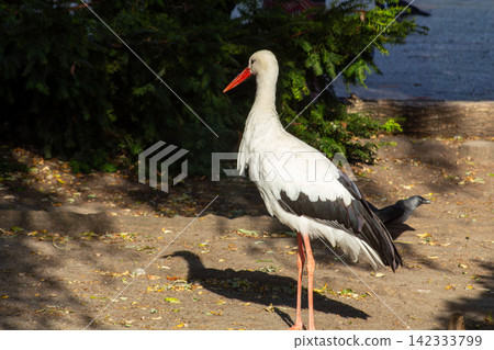 A white stork with a bright red beak, rear view. A white stork with a bright red beak, rear view. 142333799