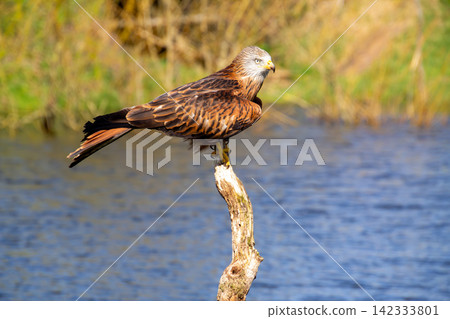 Red kite bird resting on a branch at the waterside 142333801