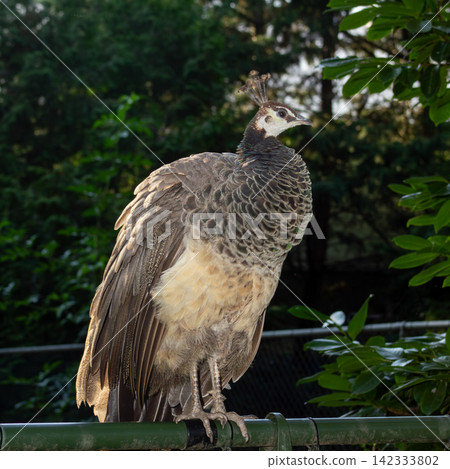 A female peacock perched on a green metal railing. A female peacock perched on a green metal railing. 142333802