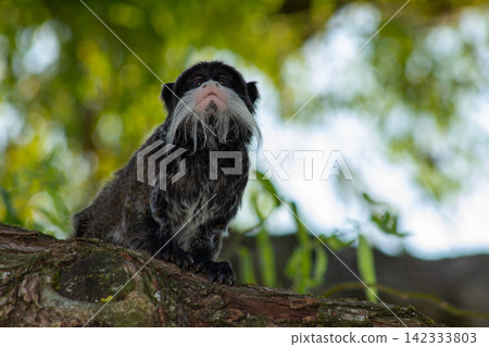 An emperor tamarin monkey with a prominent white mustache An emperor tamarin monkey with a prominent white mustache 142333803