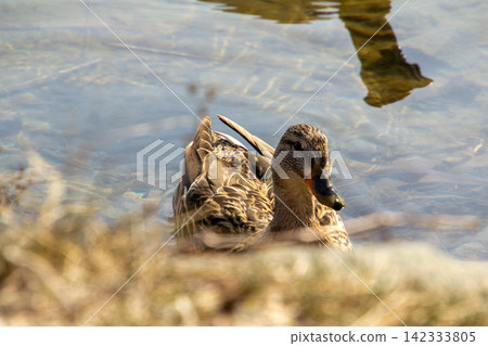 Female duck in the lake of the Worthersee, Carinthia, Austria. 142333805