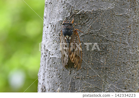 日本橫濱,城市景觀,8月26日…夏末將至…一隻蟬棲息在路邊樹的低處…它的翅膀已經破爛不堪。 日本橫濱,城市景觀,8月26日…夏末將至…一隻蟬棲息在路邊樹的低處…它的翅膀已經破爛不堪。 142334223