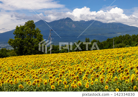A field of sunflowers in full bloom at the Akeno Sunflower Festival Rural Park venue in Asao, Akeno-cho, Hokuto City, Yamanashi Prefecture, with a view of the Yatsugatake Mountains. A field of sunflowers in full bloom at the Akeno Sunflower Festival Rural Park venue in Asao, Akeno-cho, Hokuto City, Yamanashi Prefecture, with a view of the Yatsugatake Mountains. 142334830