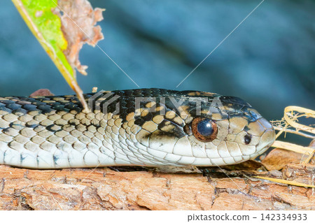 Close-up of a striped snake's face Close-up of a striped snake's face 142334933