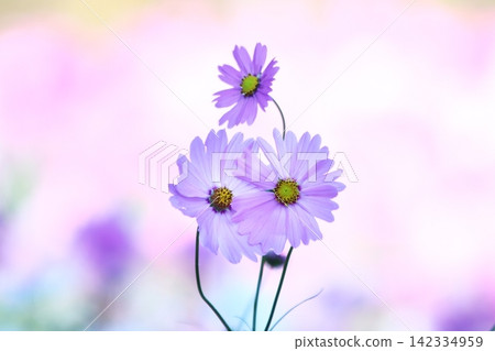 Colorful background and pink cosmos Colorful background and pink cosmos 142334959