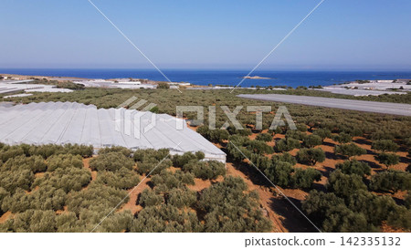 Rural coastal scene featuring numerous olive trees and large greenhouses for intensive farming, overlooking the sea Rural coastal scene featuring numerous olive trees and large greenhouses for intensive farming, overlooking the sea 142335132