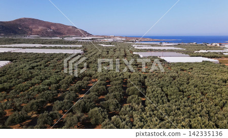Olive orchards and greenhouses stretching along the coastline of Crete, Greece, with hills and the Mediterranean Sea 142335136