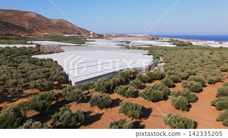 Aerial view of greenhouses and olive groves on the coast of Crete, Greece, showing agricultural landscape Aerial view of greenhouses and olive groves on the coast of Crete, Greece, showing agricultural landscape 142335205