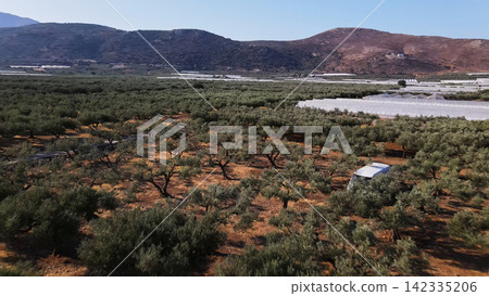 Extensive olive grove landscape with agricultural greenhouses and mountains under a clear sky in a rural setting 142335206