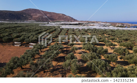 Olive trees growing in neat rows on a sunny day, showcasing agriculture with greenhouses, hills, and sea in the distance Olive trees growing in neat rows on a sunny day, showcasing agriculture with greenhouses, hills, and sea in the distance 142335234