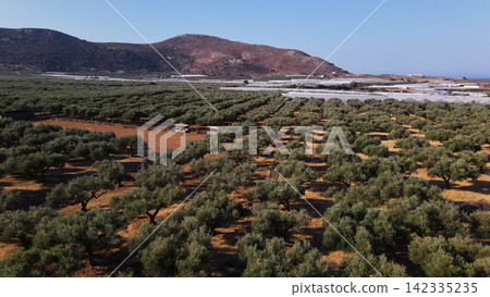 Cretan olive grove plantation with mountains and greenhouses under clear blue sky, traditional Mediterranean agriculture Cretan olive grove plantation with mountains and greenhouses under clear blue sky, traditional Mediterranean agriculture 142335235