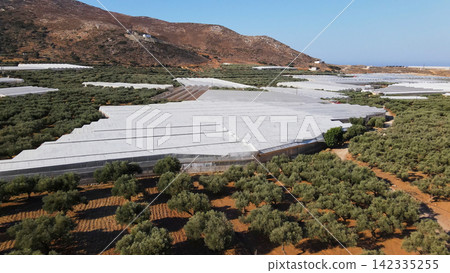 Greenhouses and olive groves creating agricultural landscape in Crete, modern farming meeting traditional harvest Greenhouses and olive groves creating agricultural landscape in Crete, modern farming meeting traditional harvest 142335255