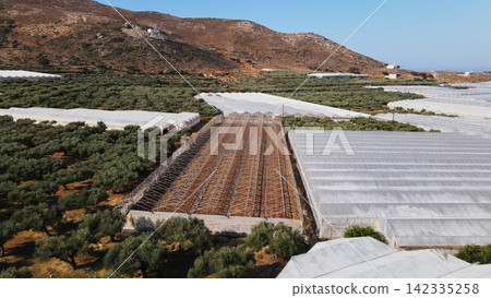 Agriculture landscape with greenhouses and olive groves in rural Crete, Greece under a clear blue sky Agriculture landscape with greenhouses and olive groves in rural Crete, Greece under a clear blue sky 142335258