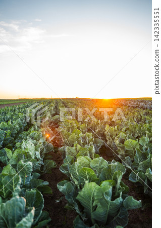 Green cabbage crops growing in a fertile farm field, rows stretching into the distance at sunset, organic agriculture Green cabbage crops growing in a fertile farm field, rows stretching into the distance at sunset, organic agriculture 142335551