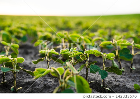 Young soybean plants growing in dry soil, illustrating agricultural growth and sustainable farming practices Young soybean plants growing in dry soil, illustrating agricultural growth and sustainable farming practices 142335570
