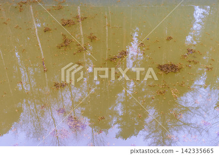 Reflection of bare trees and scattered leaves on still murky pond surface in autumn Reflection of bare trees and scattered leaves on still murky pond surface in autumn 142335665