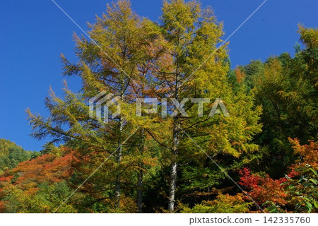 In autumn, the mountains of Kaida Plateau in Kiso Town, Nagano Prefecture, are adorned with magnificent autumn foliage, making the roads a delight to behold. In autumn, the mountains of Kaida Plateau in Kiso Town, Nagano Prefecture, are adorned with magnificent autumn foliage, making the roads a delight to behold. 142335760
