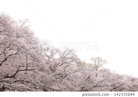 Cherry blossoms and flower petals in full bloom Cherry blossoms and flower petals in full bloom 142335844
