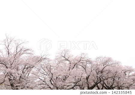 櫻花和盛開的花瓣 櫻花和盛開的花瓣 142335845