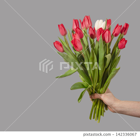 Female hand holding large bouquet of red and white tulip flowers with green stems and leaves on grey background. Hand presents dense arrangement with copy space for text placement. Floral Female hand holding large bouquet of red and white tulip flowers with green stems and leaves on grey background. Hand presents dense arrangement with copy space for text placement. Floral 142336067