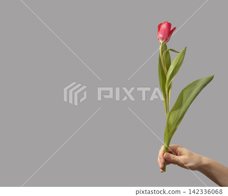 Female hand holding single red tulip flower with green stem and leaves isolated white background. Hand presents minimal bloom with natural plant structure clearly. Floral concept for 142336068