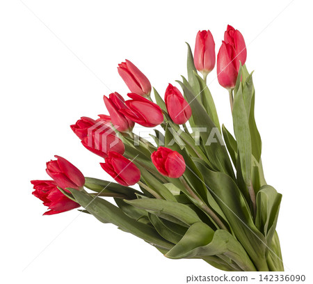 Large bouquet of many red tulip flowers arranged with green leaves isolated white background. Multiple blooms grouped forming dense arrangement with natural plant structure clearly. Floral Large bouquet of many red tulip flowers arranged with green leaves isolated white background. Multiple blooms grouped forming dense arrangement with natural plant structure clearly. Floral 142336090