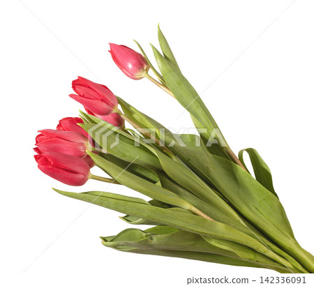 Large bouquet of many red tulip flowers arranged with green leaves isolated white background. Multiple blooms grouped forming dense arrangement with natural plant structure clearly. Floral 142336091