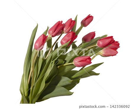 Large bouquet of many red tulip flowers arranged with green leaves isolated white background. Multiple blooms grouped forming dense arrangement with natural plant structure clearly. Floral Large bouquet of many red tulip flowers arranged with green leaves isolated white background. Multiple blooms grouped forming dense arrangement with natural plant structure clearly. Floral 142336092