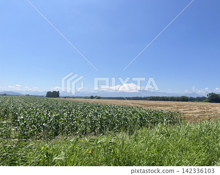 Blue sky and vast fields 142336103