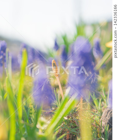 In spring, horsetails grow surrounded by muscari flowers. In spring, horsetails grow surrounded by muscari flowers. 142336166