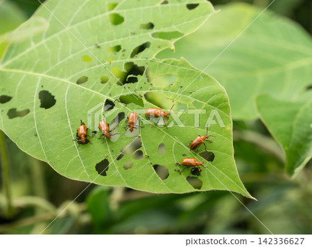 Kudzu beetle Kudzu beetle 142336627